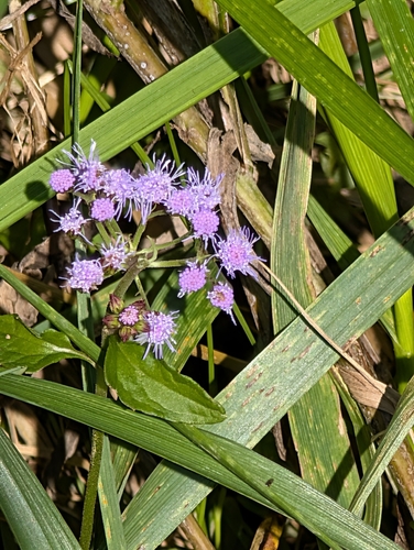 blue mistflower