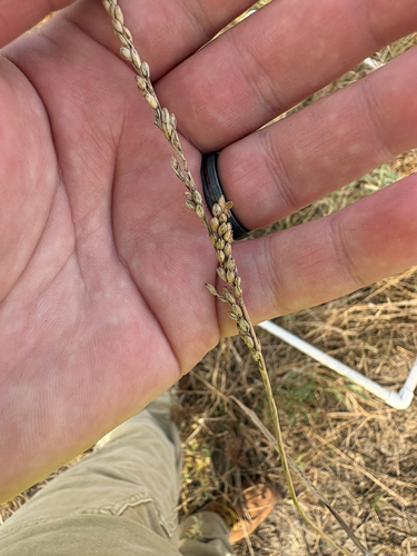 vine mesquite