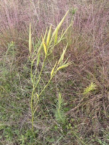 whorled milkweed