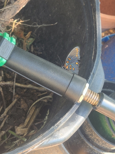 Red-spotted Purple
