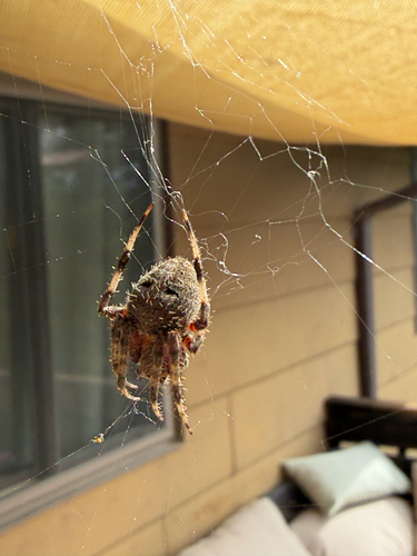 Spotted Orbweaver