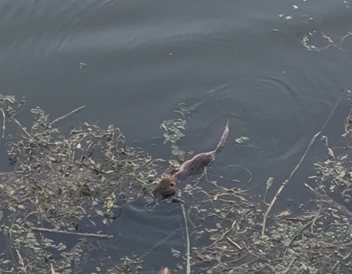 Coypu