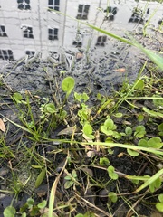 Centella erecta
