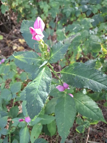 Himalayan balsam