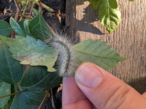 Fall Webworm Moth