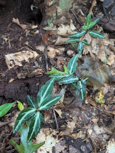 striped wintergreen