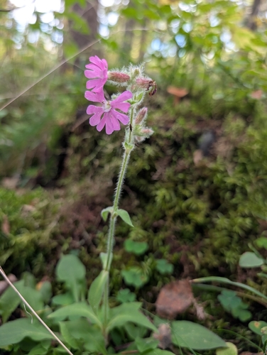 red campion