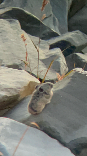 iNaturalist observation photo of American Pika