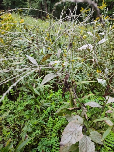 white vervain