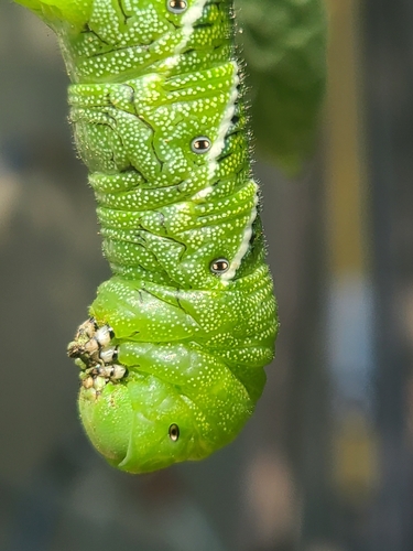 Carolina Sphinx