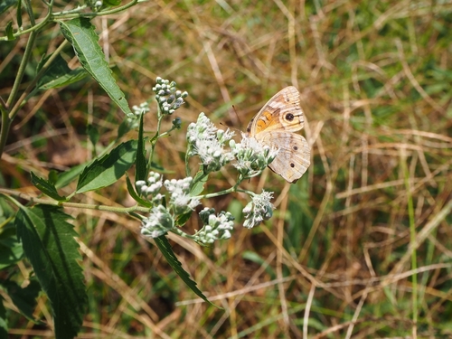 Common Buckeye