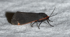 Virbia laeta