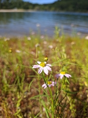 Coreopsis rosea, photograph (c) Chris Reardon, some rights reserved (CC BY)