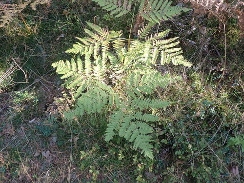 pinewood bracken