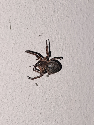 Larinioides ixobolus