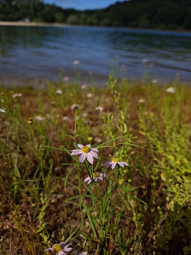 Coreopsis rosea, photograph 3