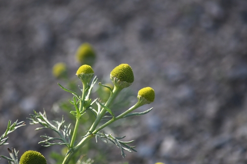 pineapple-weed