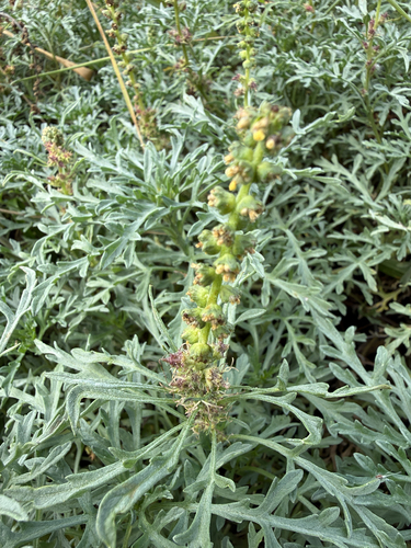 Ambrosia chamissonis, photograph 3