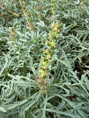 Ambrosia chamissonis, photograph author not stated, no rights reserved