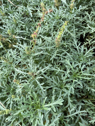 Ambrosia chamissonis, photograph 5