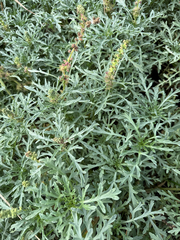 Ambrosia chamissonis, photograph author not stated, no rights reserved