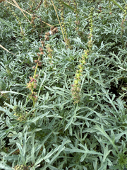 Ambrosia chamissonis, photograph author not stated, no rights reserved