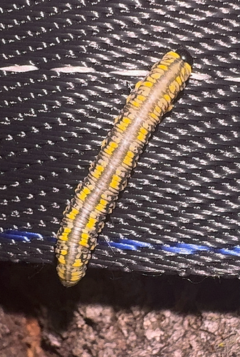 Introduced Pine Sawfly