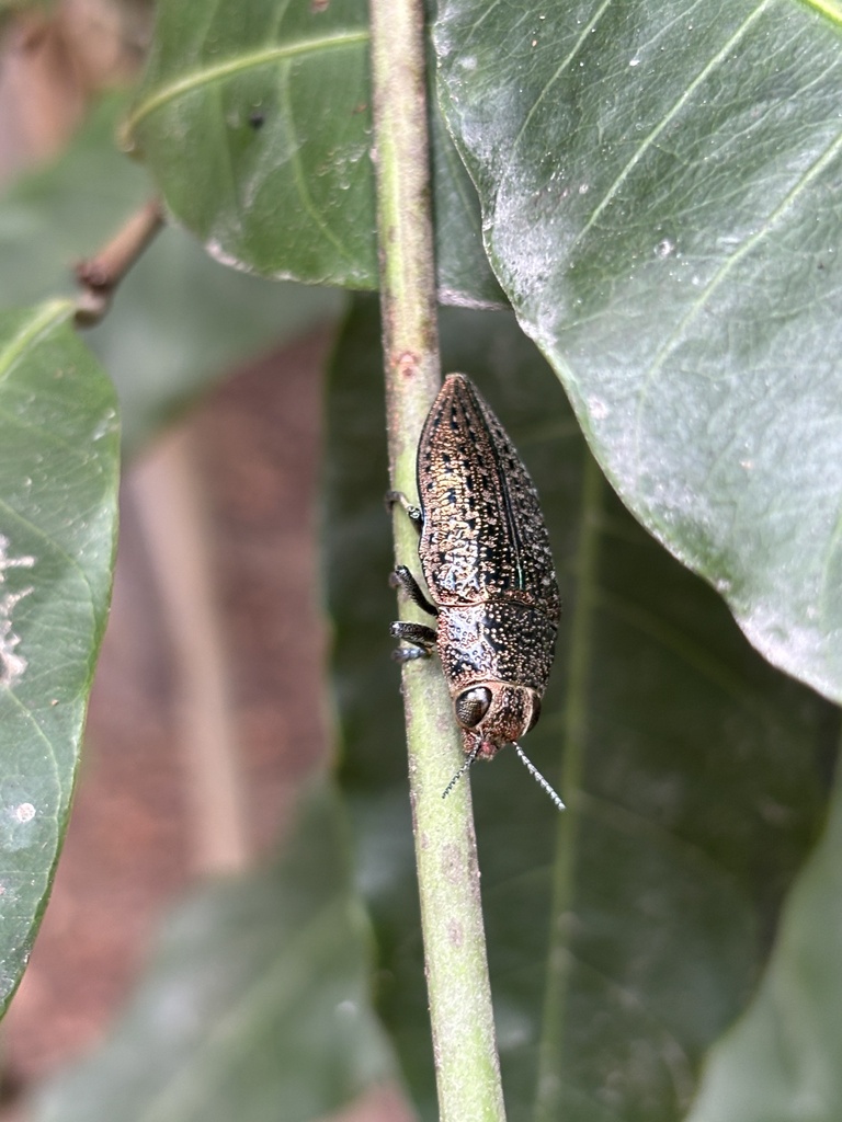 Lampetis geniculata