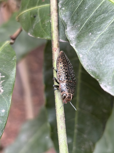 Lampetis geniculata
