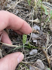 Botrychium minganense