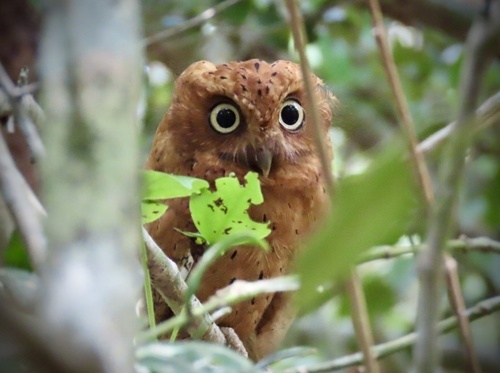 Sokoke Scops-Owl