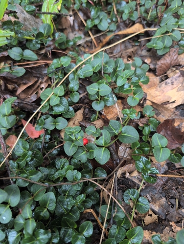 partridgeberry
