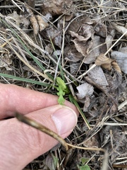 Botrychium minganense