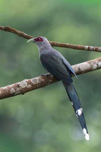 Green-billed Malkoha