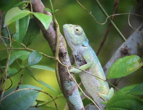 Flap-necked Chameleon