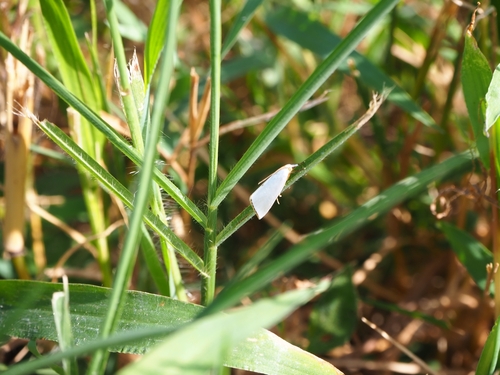 Snowy Urola Moth