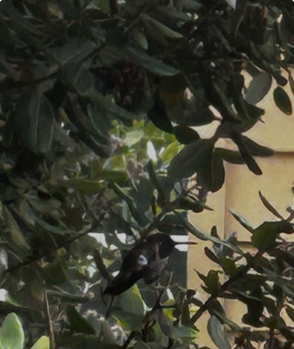 Anna's Hummingbird observed by soto-websterr211