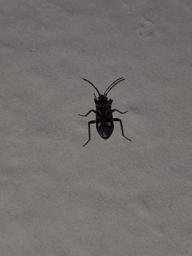 white-spotted groundbug
