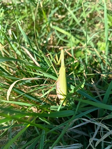 European Mantis