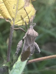 Piezogaster indecorus