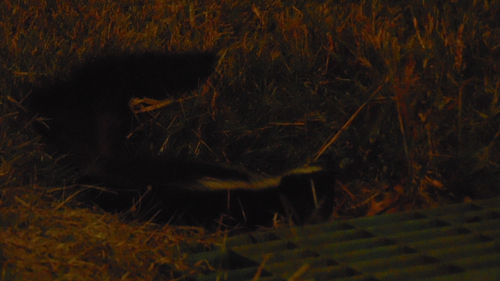 Striped Skunk