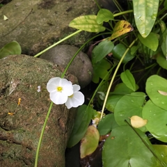 Echinodorus palifolius
