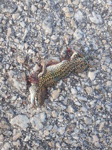 Carbonell’s Wall Lizard