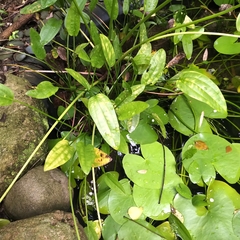 Echinodorus palifolius