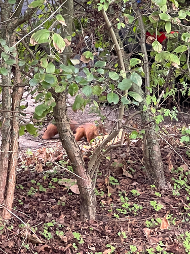 Eurasian Red Squirrel