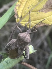 Piezogaster indecorus