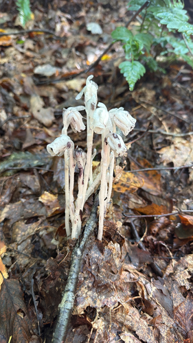 Ghost Pipe
