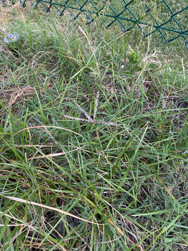 Cynodon dactylon observed 2026-09-15