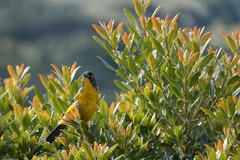 Anisognathus lacrymosus