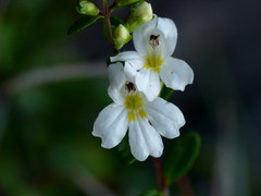 Euphrasia laingii